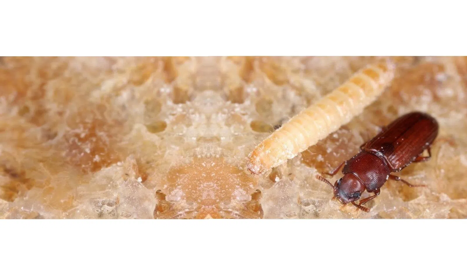 Close-up of a grain beetle and a worm on textured cereal or grain surface in natural light