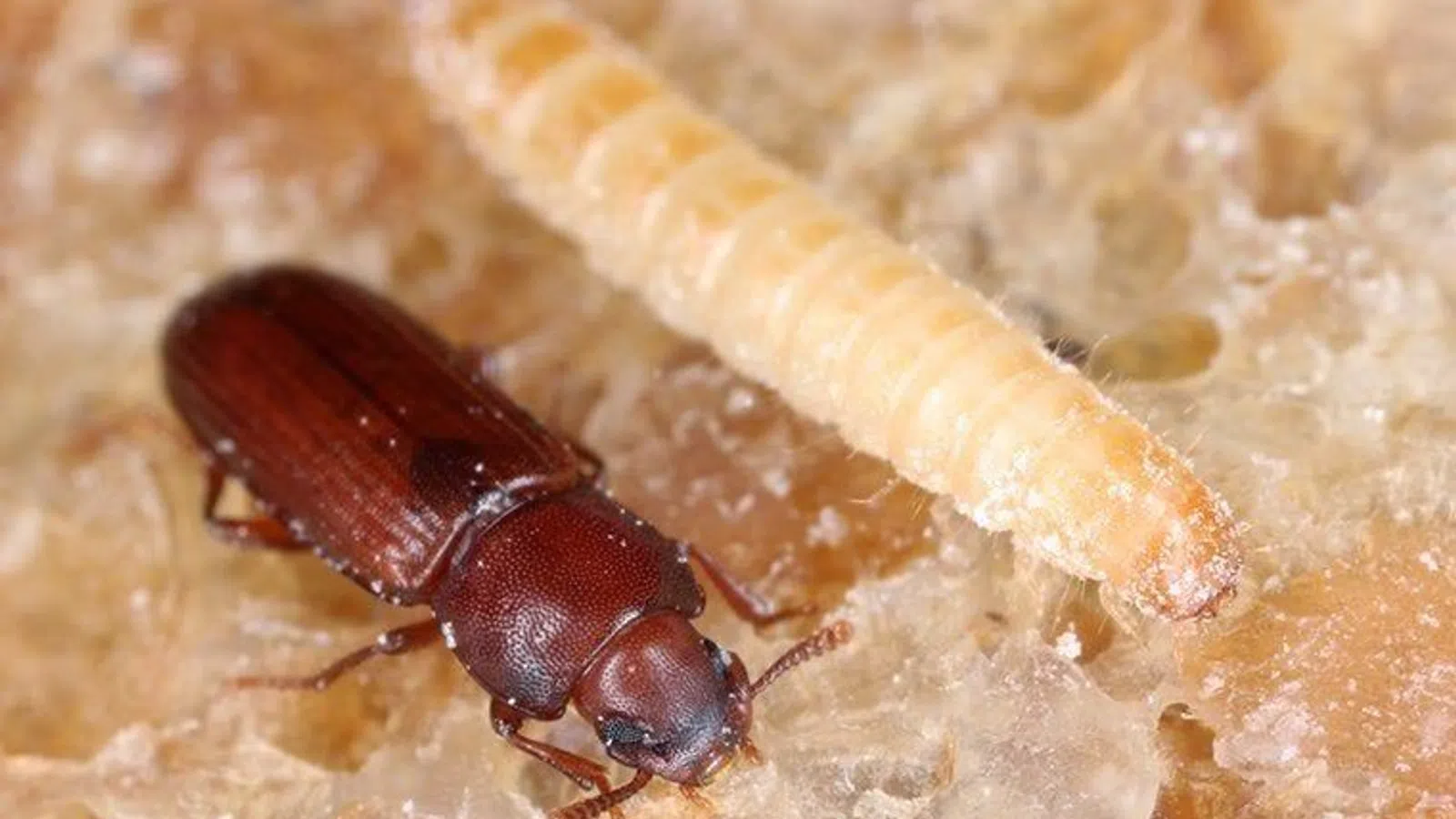 Close-up of a confused flour beetle and a pale larva on a textured food surface.