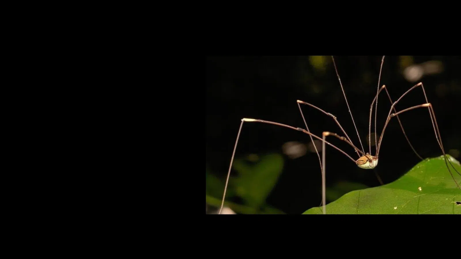 Long-legged harvestman spider perched on a green leaf against a dark blurred background.
