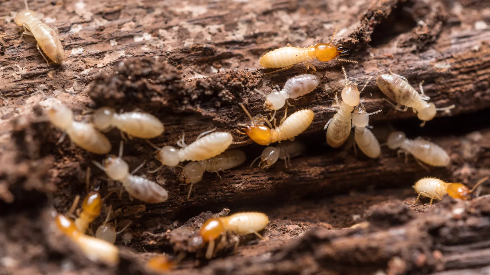 a group of ants carrying a baby