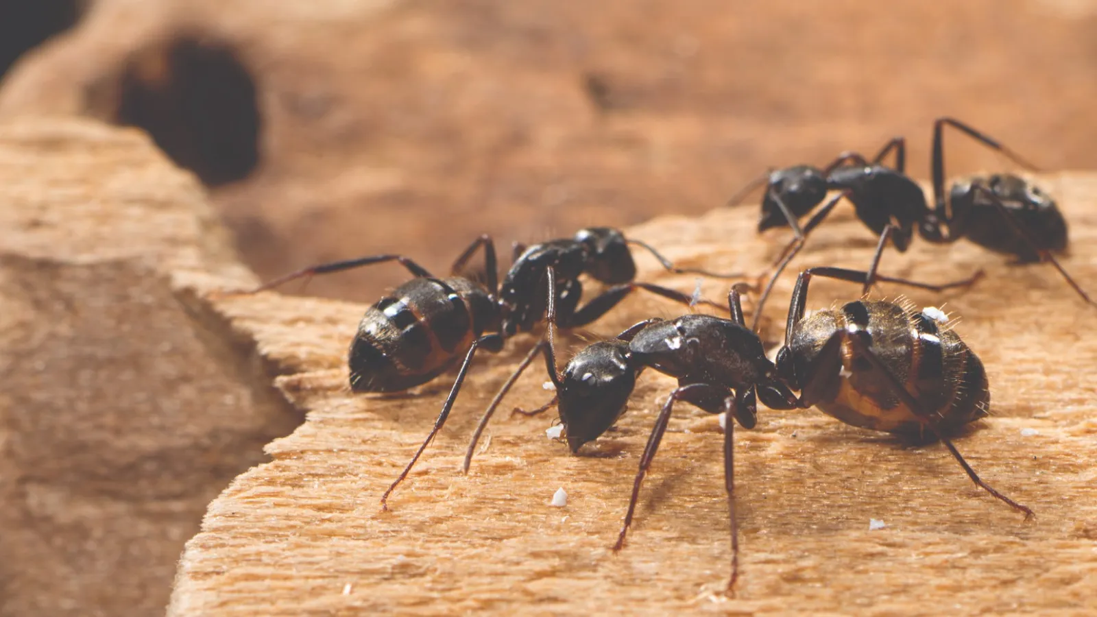 a group of ants on a rock