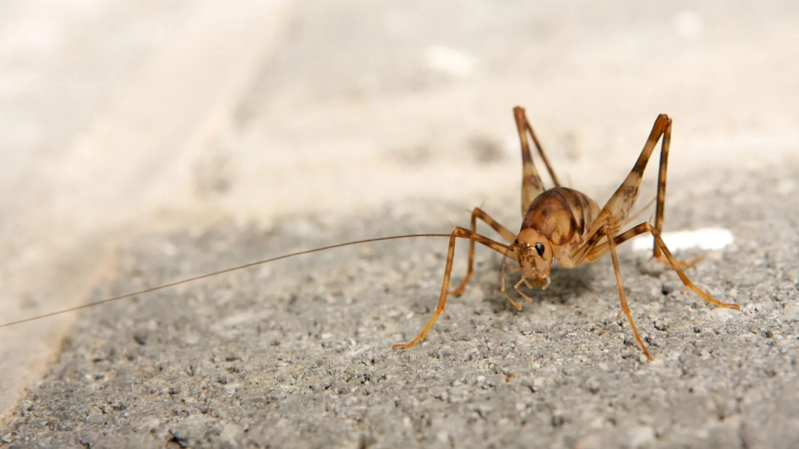 camel cricket