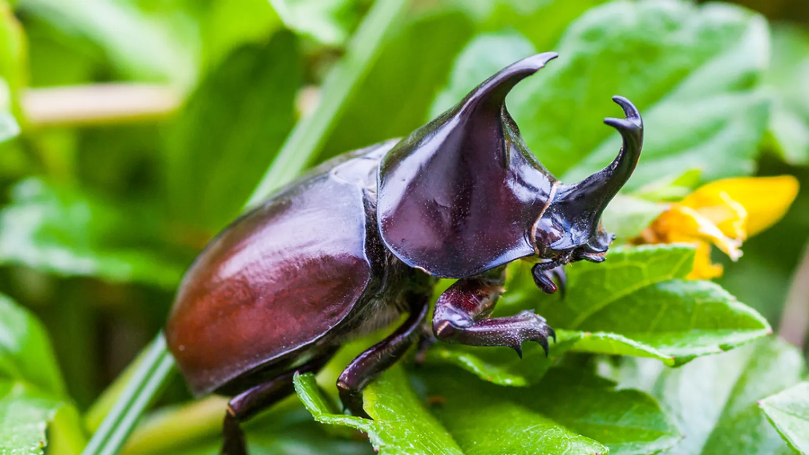 a beetle on a leaf