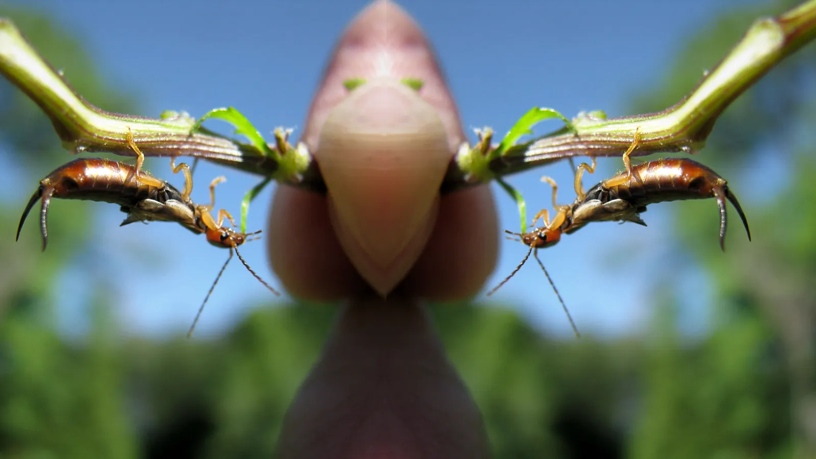 Earwigs | Preferred Pest Control