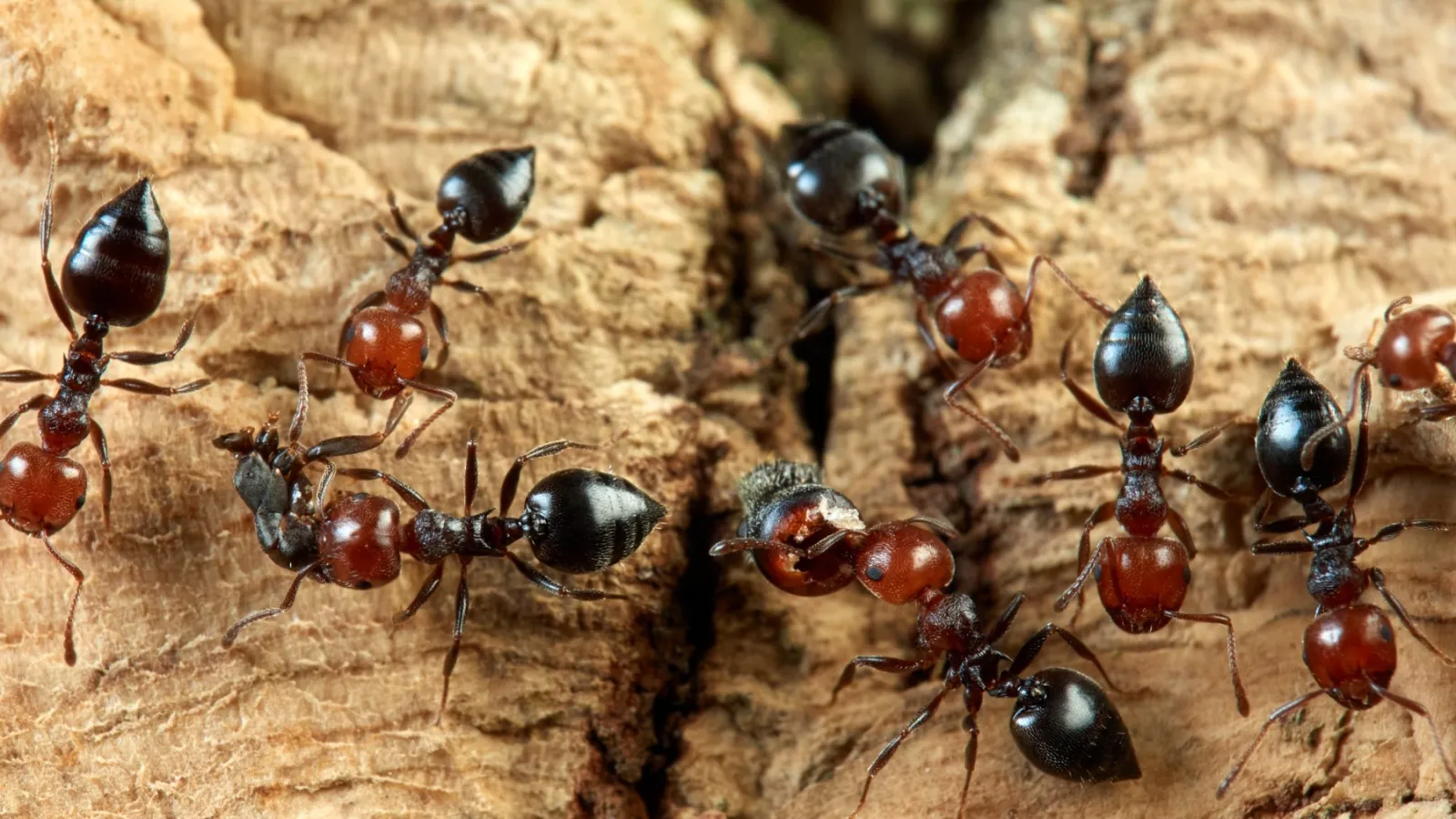 Mediterranean Acrobat Ant. Crematogaster scutellaris