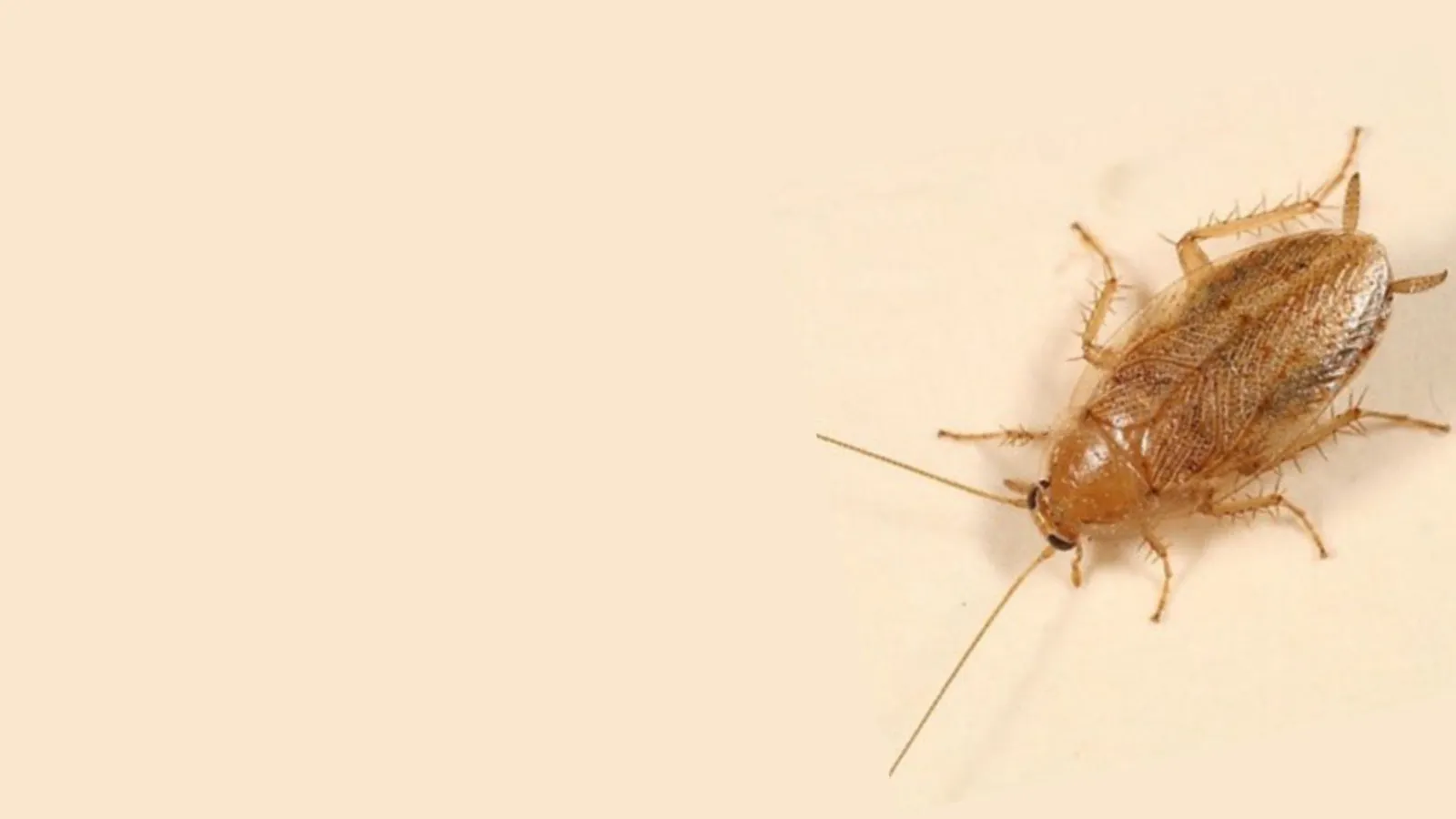 a close up of a Spotted Mediterranean Cockroach