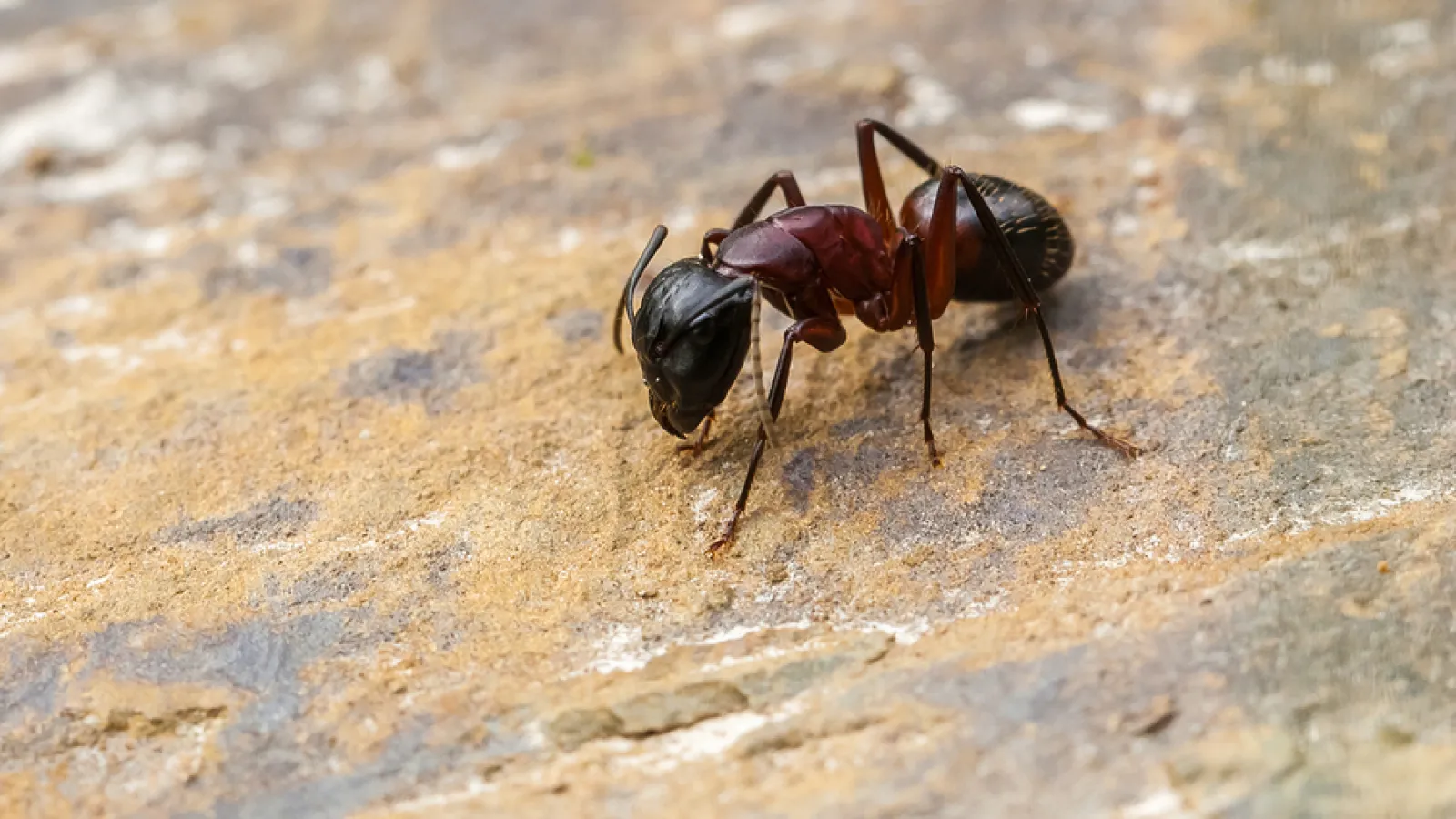a couple of ants on a rock