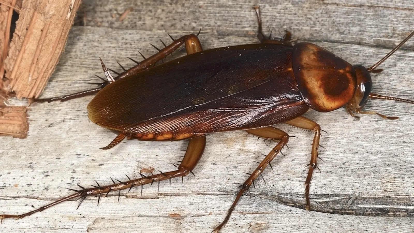 a large insect on a wood surface