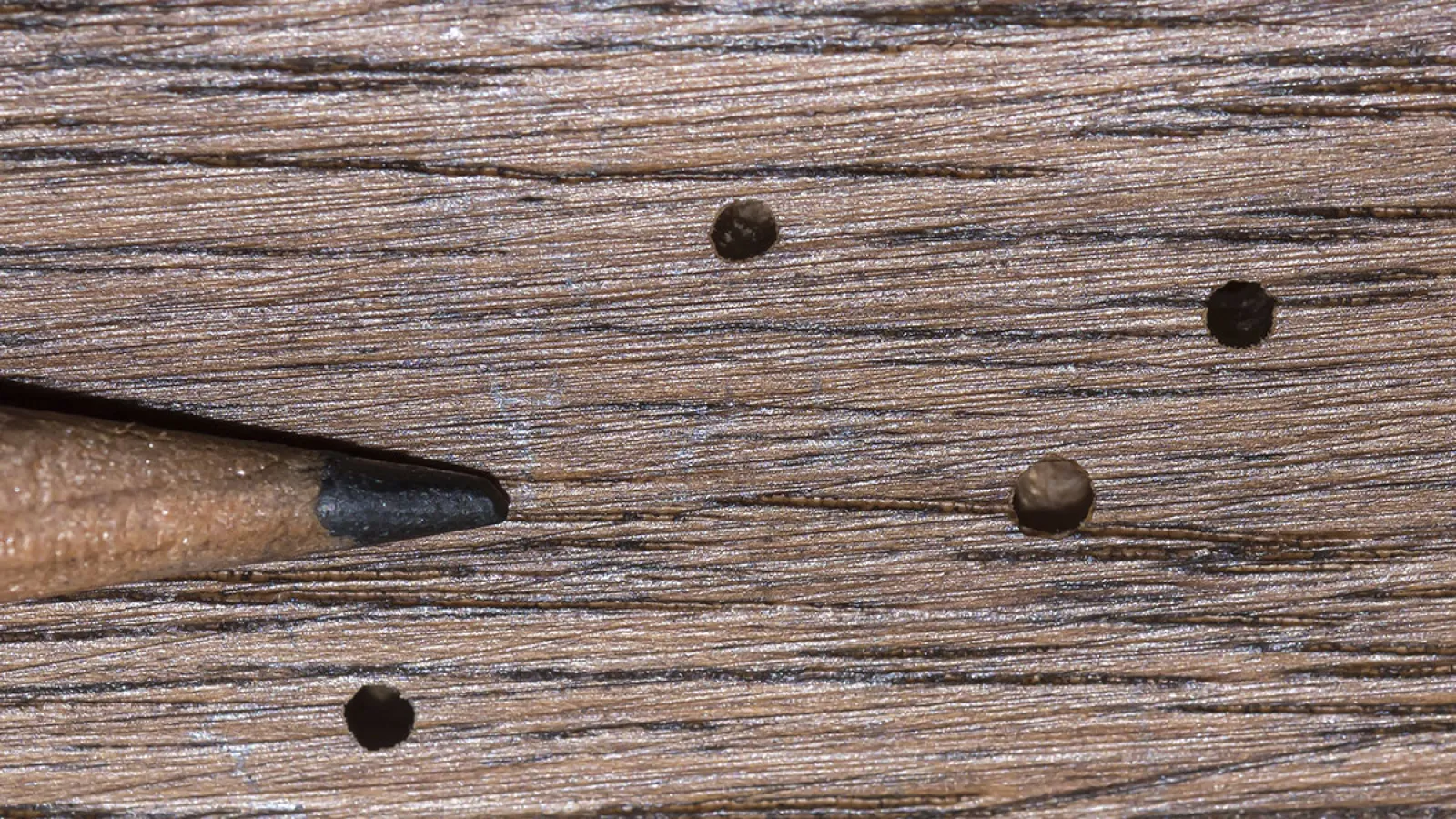 a group of small round objects on a wooden surface
