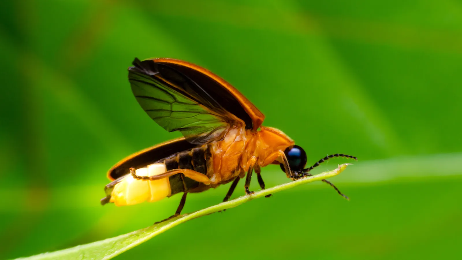 a fly on a leaf