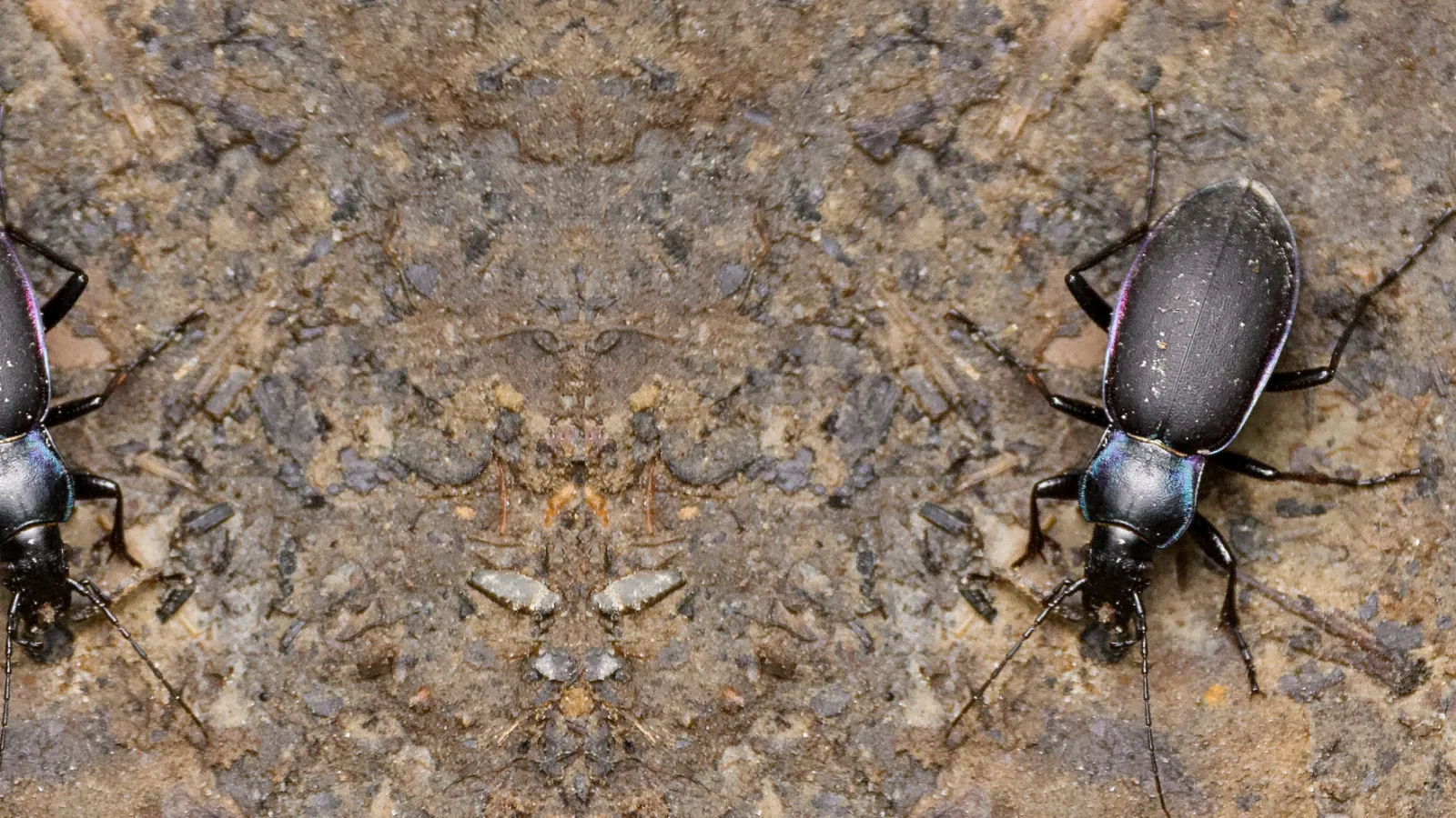 Ground beetle on concrete