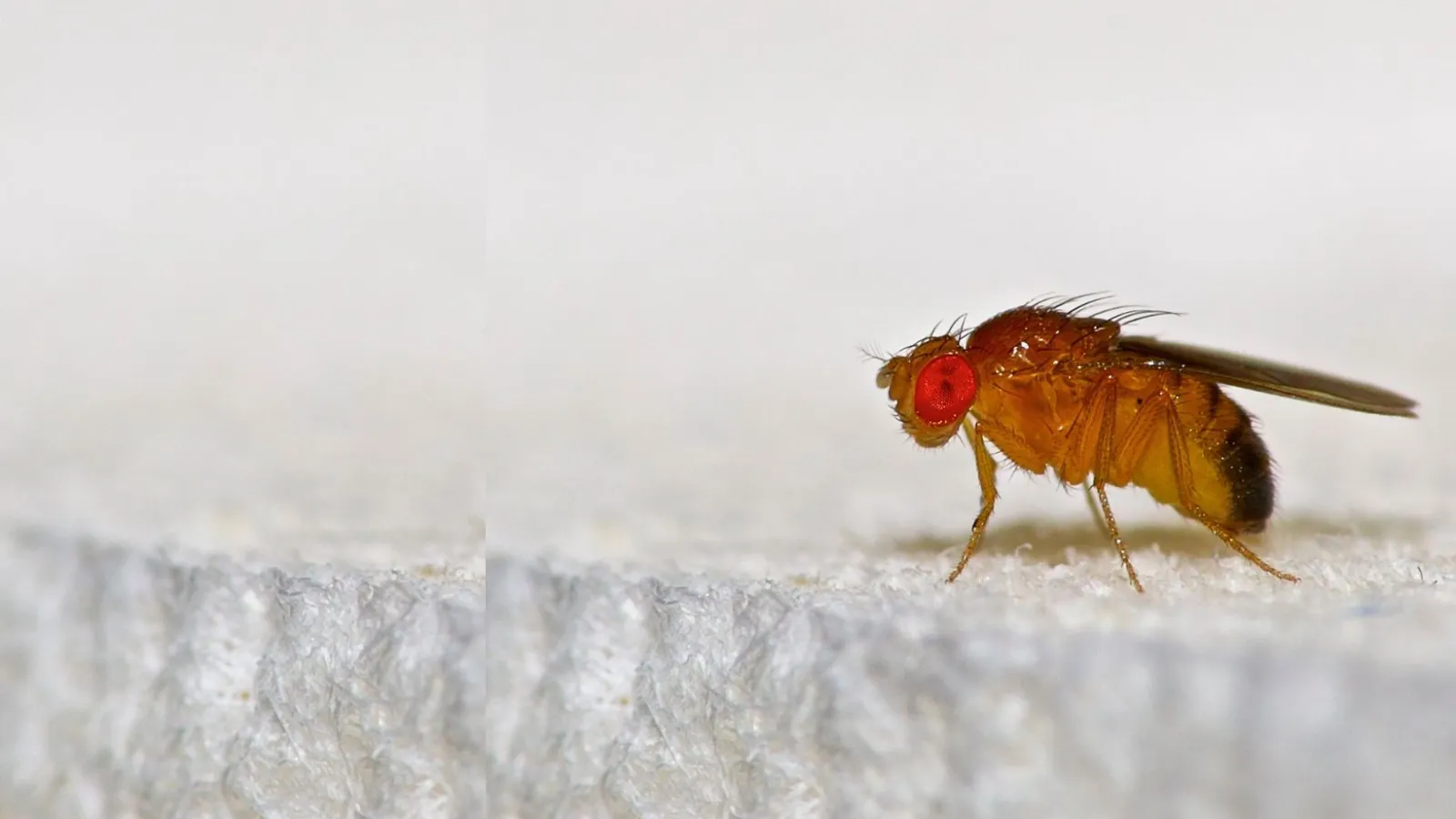 a close up of a fly