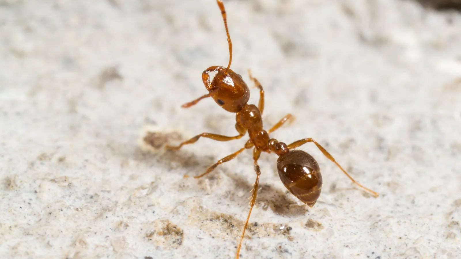 Fire ants | Preferred Pest Control