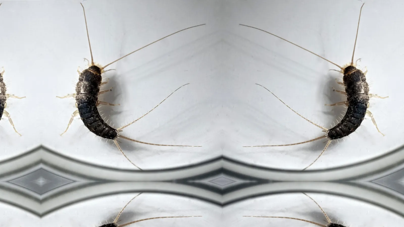 Silverfish | Preferred Pest Control