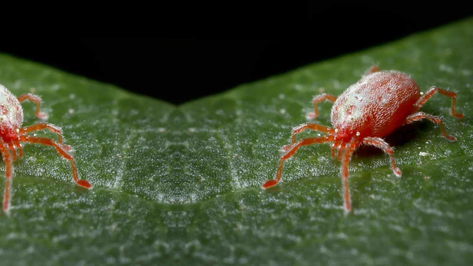 close up of clover mite on leaf