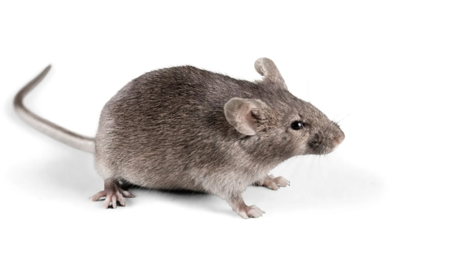 a mouse on a white background