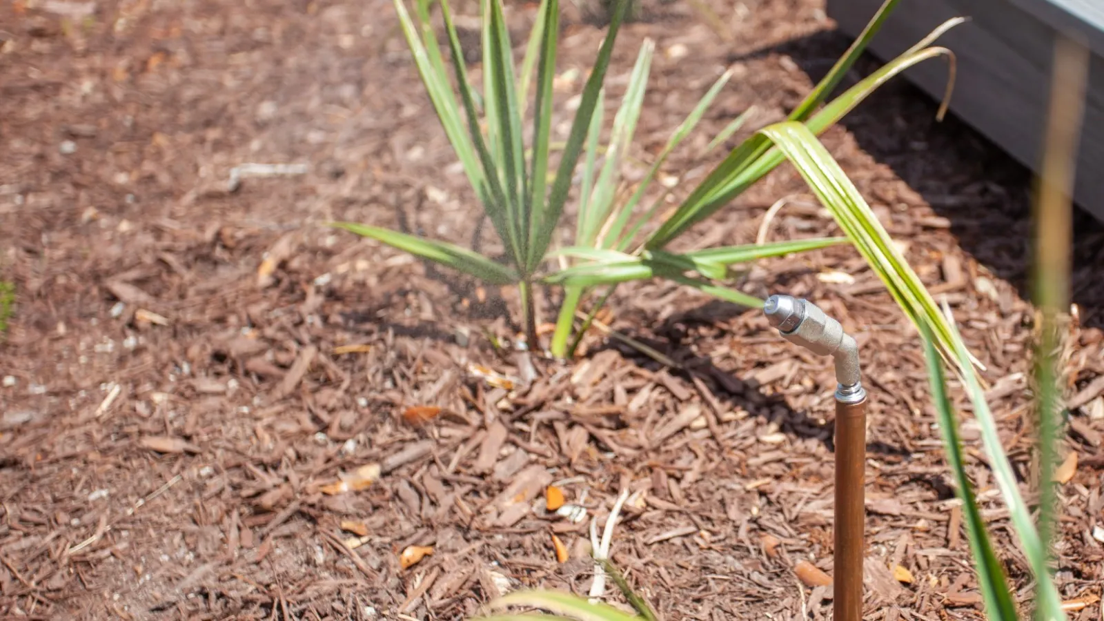 a small plant growing in the dirt