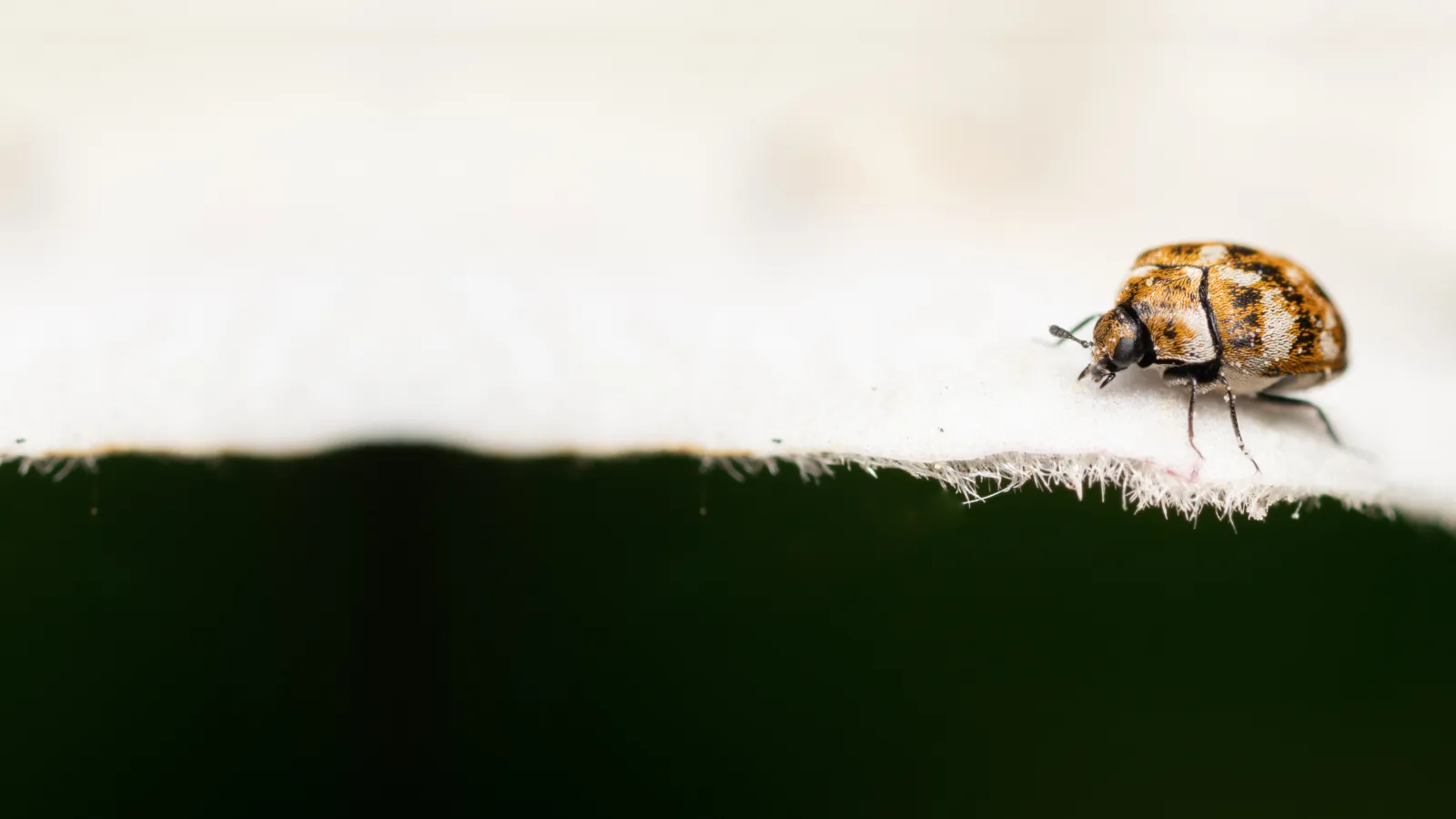 Carpet Beetles | Ozane Termite and Pest Control