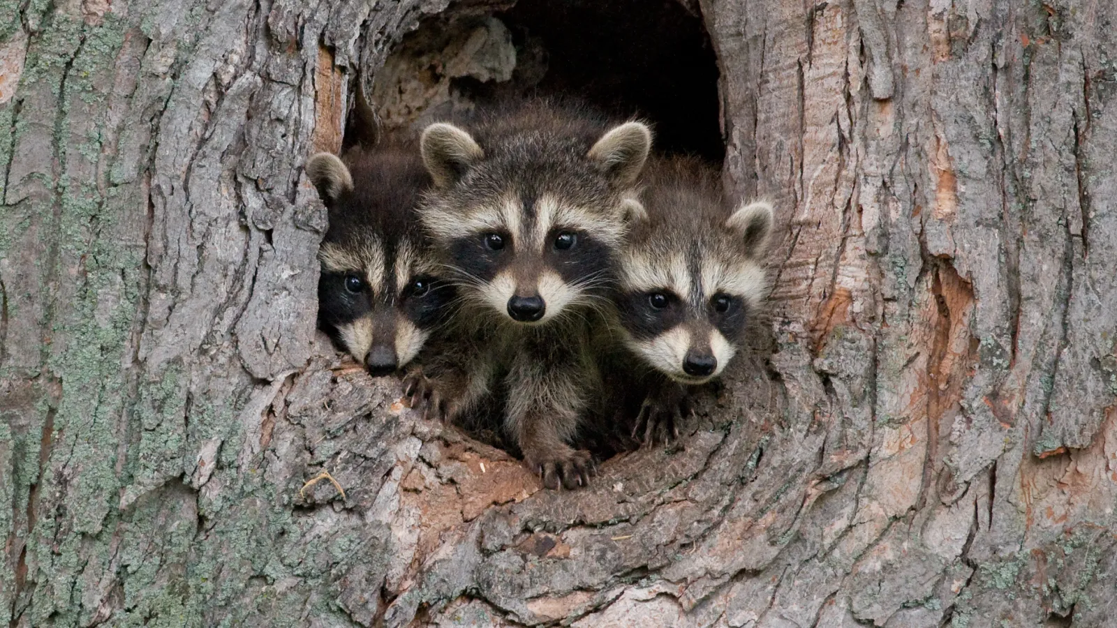 a group of raccoons in a hole in a tree