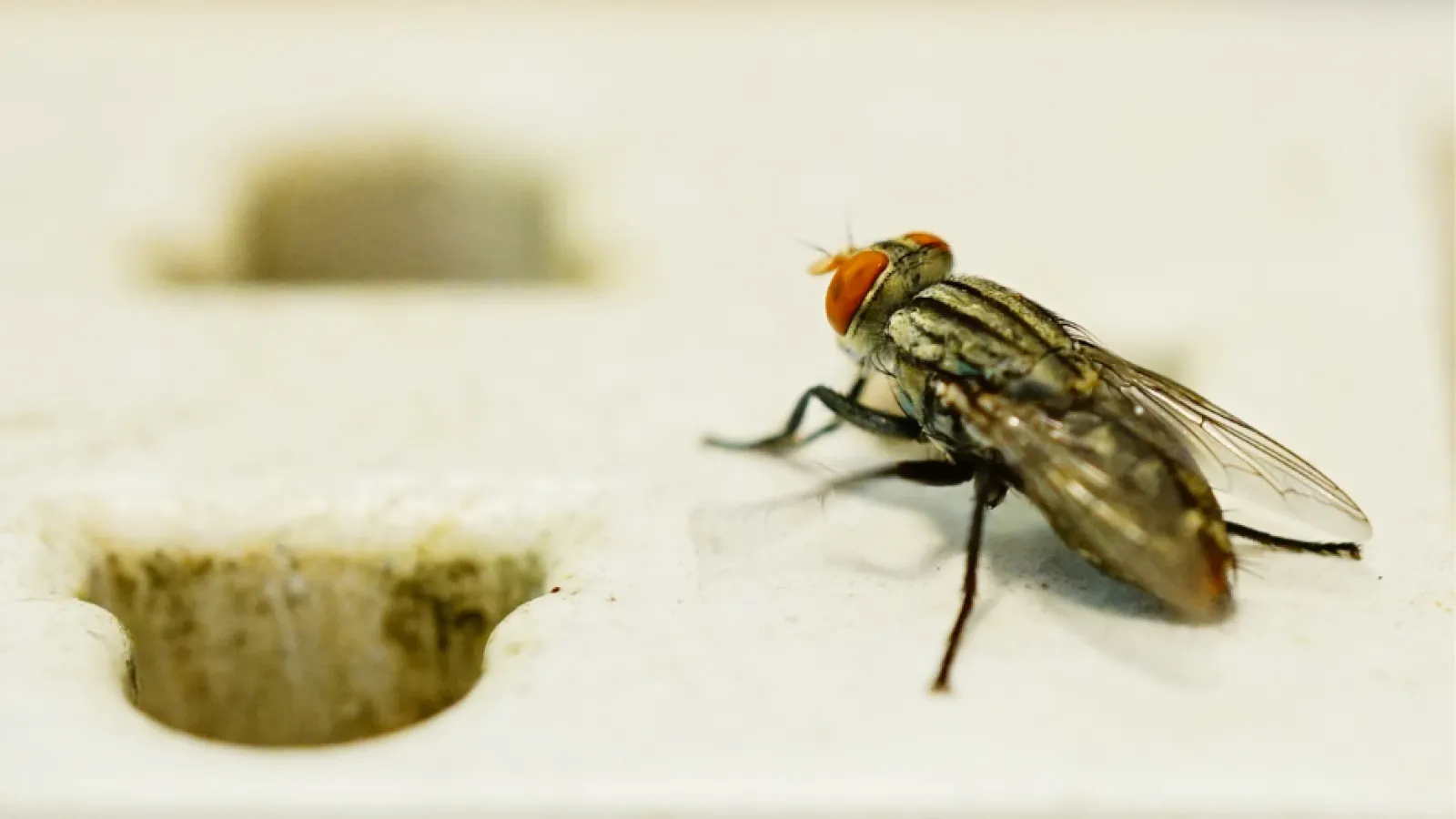 a fly on a piece of bread