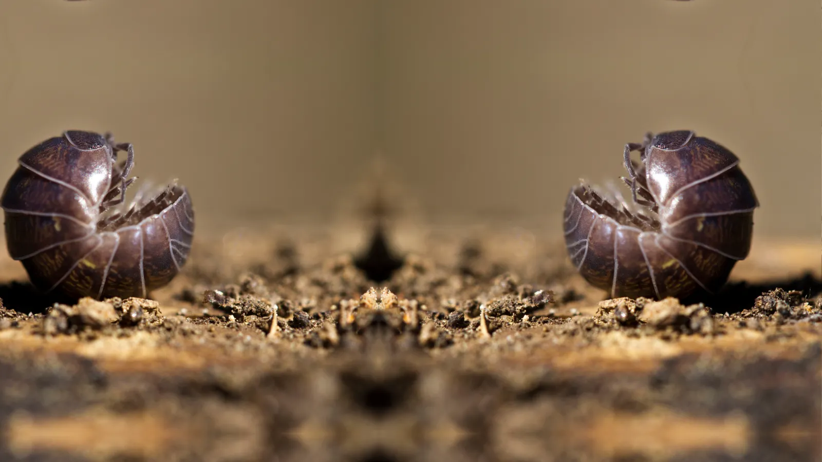 Pill Bugs | Palmetto Exterminators