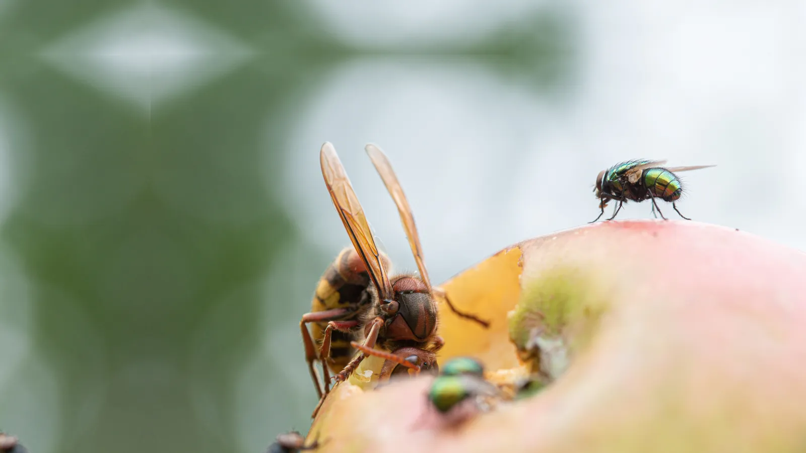 Fruit Flies | Palmetto Exterminators