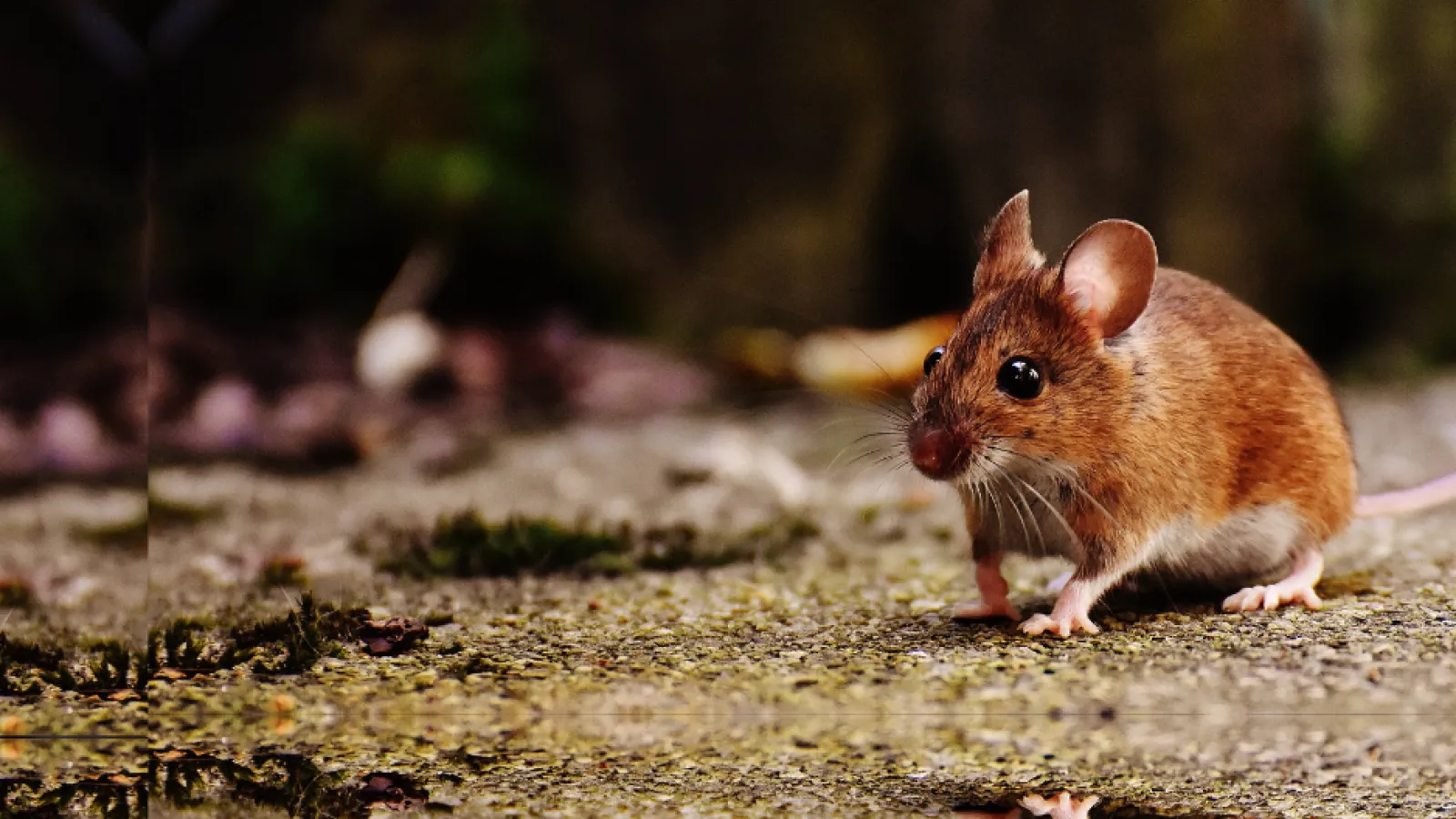 a group of deer mice