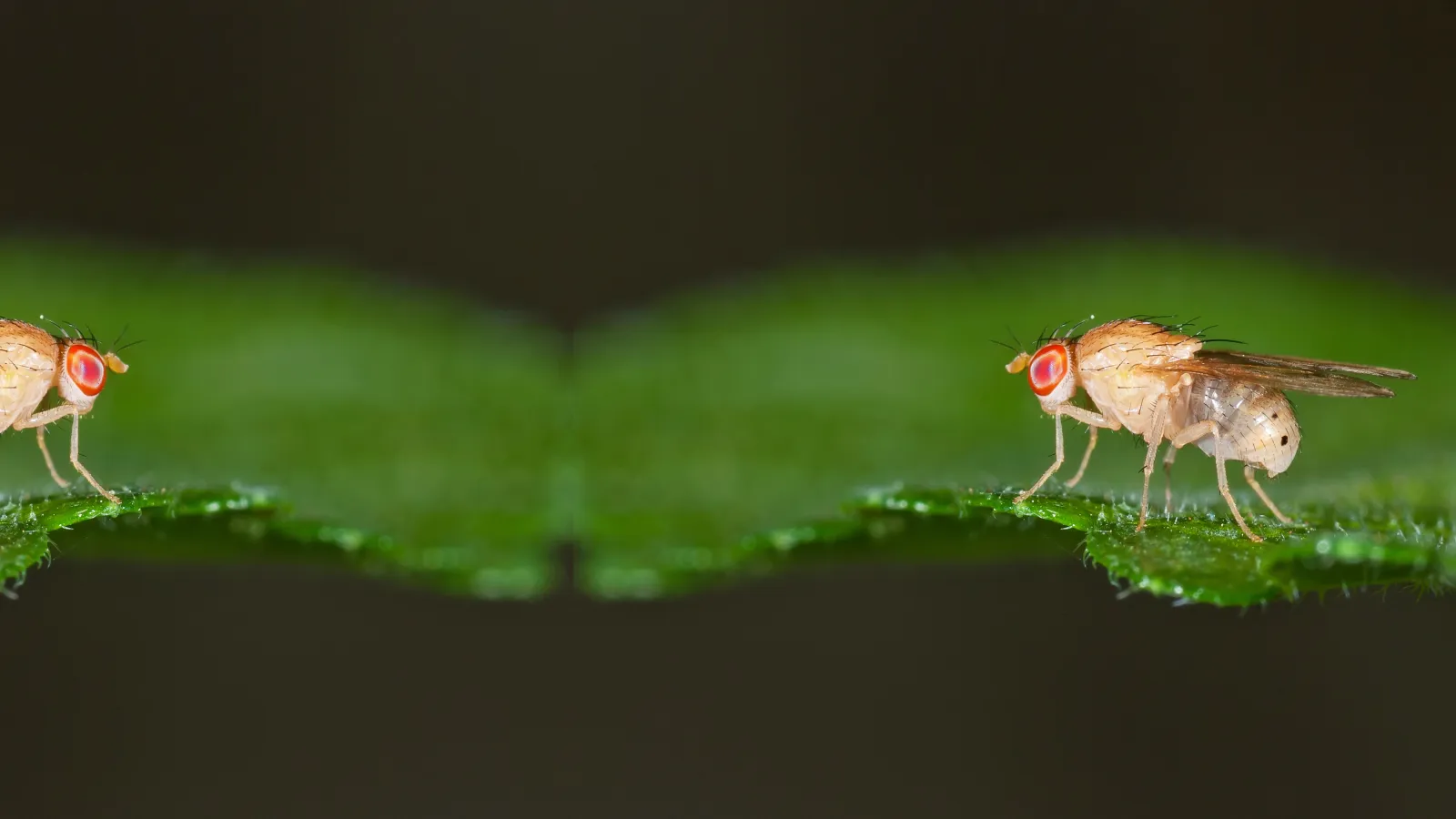 Fungus Gnats | Palmetto Exterminators