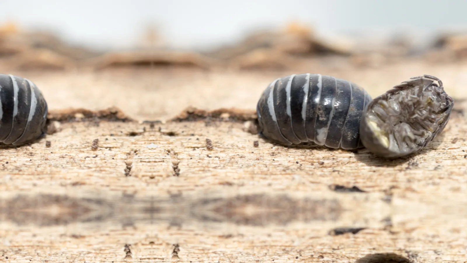 Pill Bugs | Preferred Pest Control