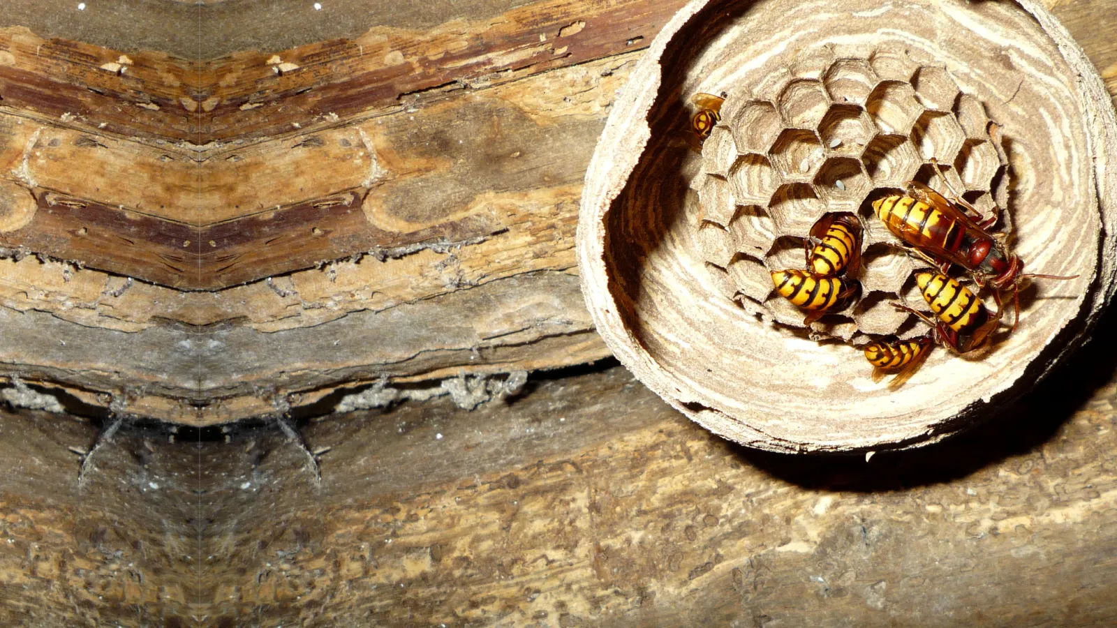 Paper Wasps | Palmetto Exterminators