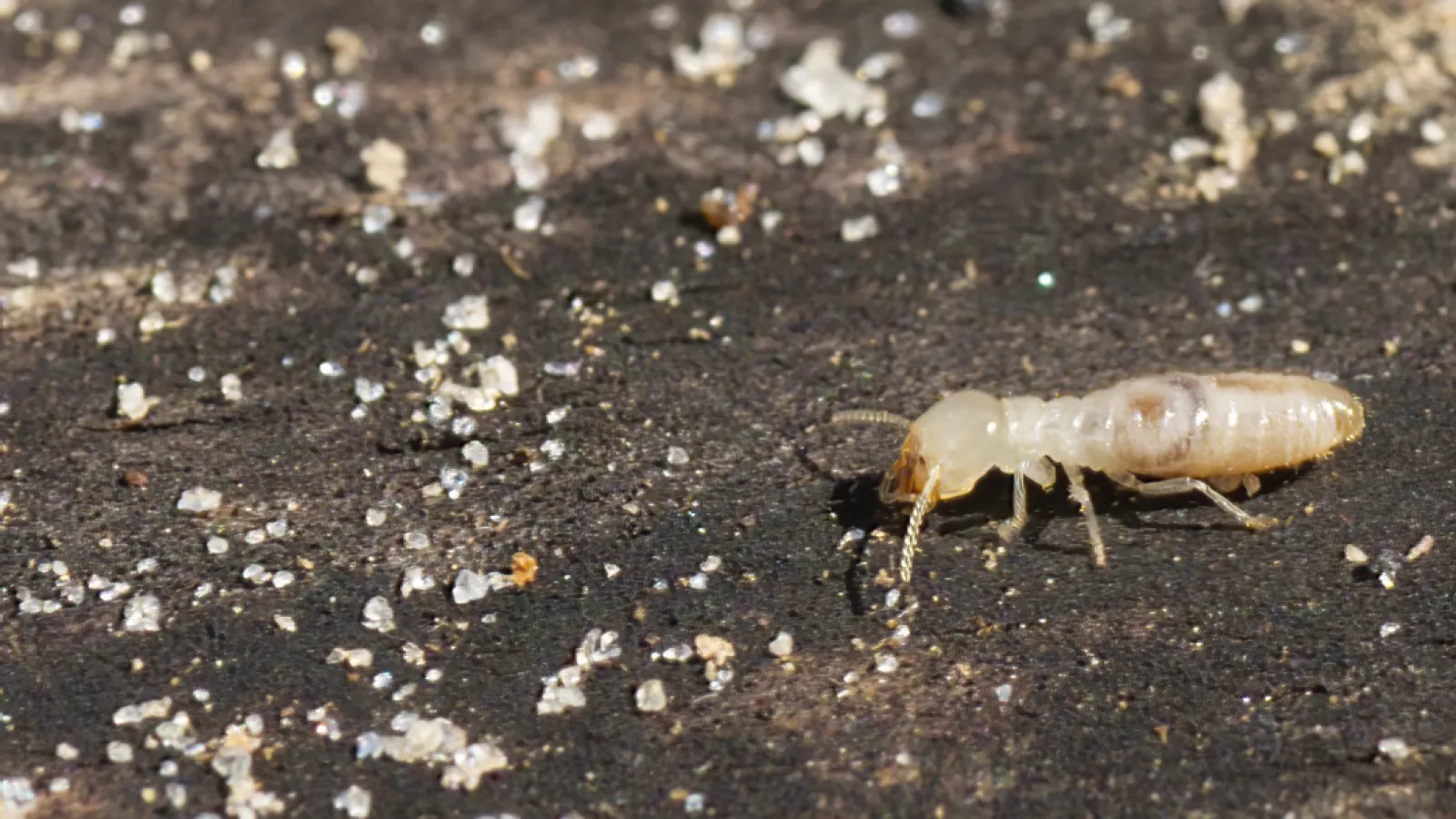 Close-up of a termite walking on a dark wood surface with scattered white debris around it.