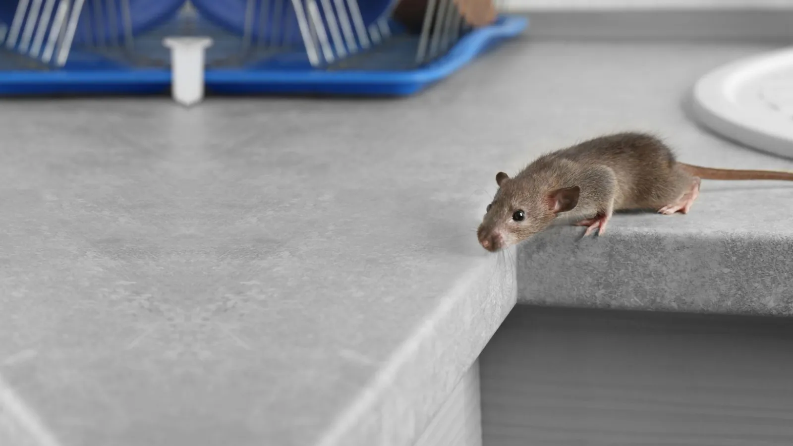 house mouse on a kitchen counter