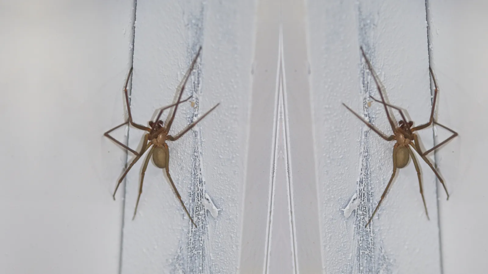 Brown Recluse Spiders | Palmetto Exterminators