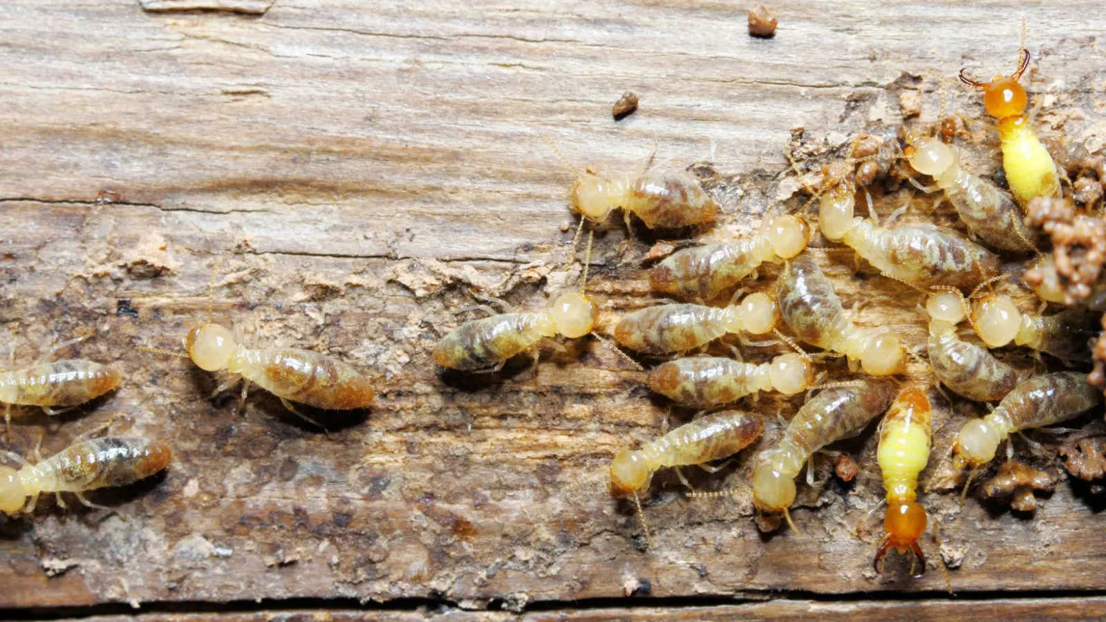 eastern subterranean termites on wood