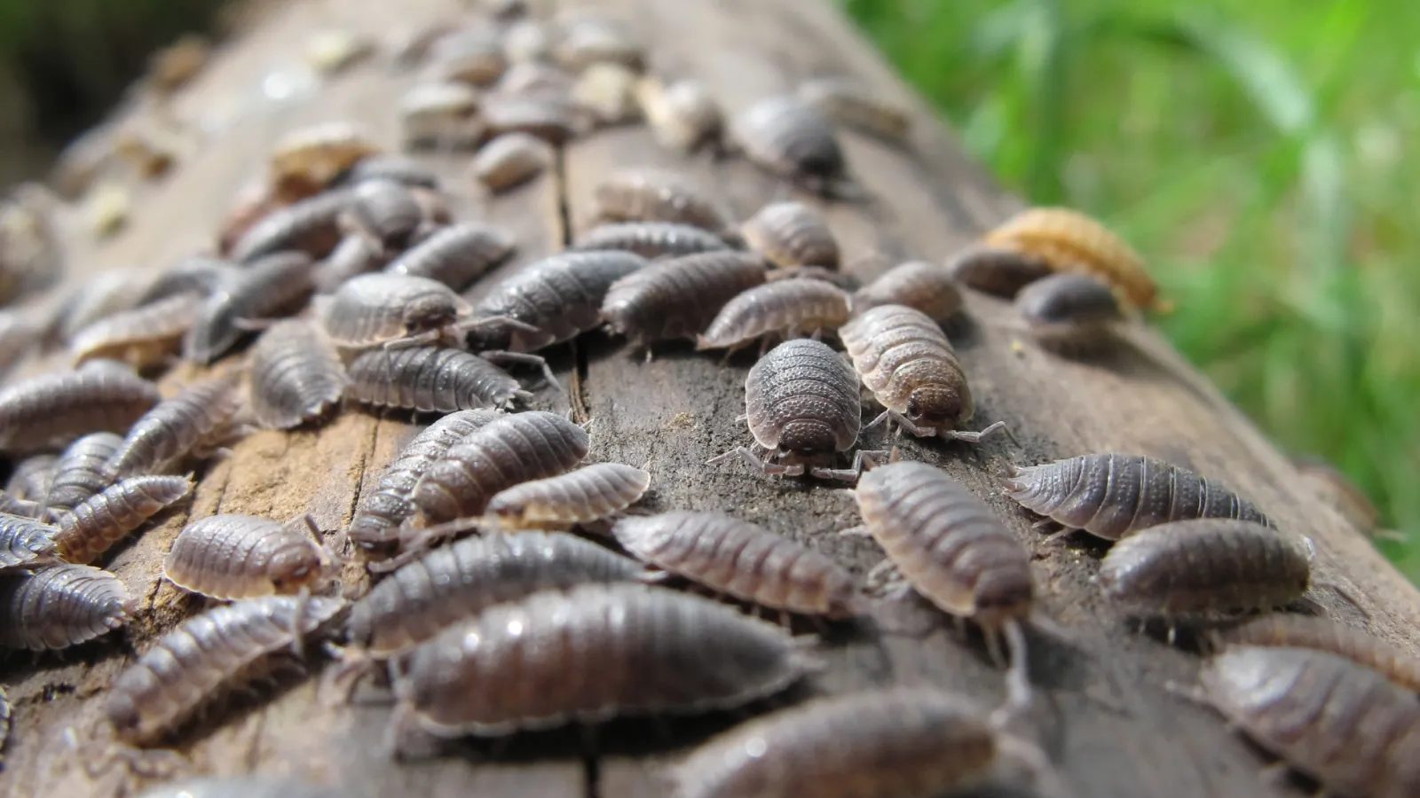 sowbugs on a log