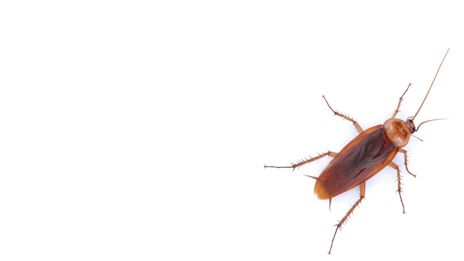 American cockroach | Ozane Termite and Pest Control