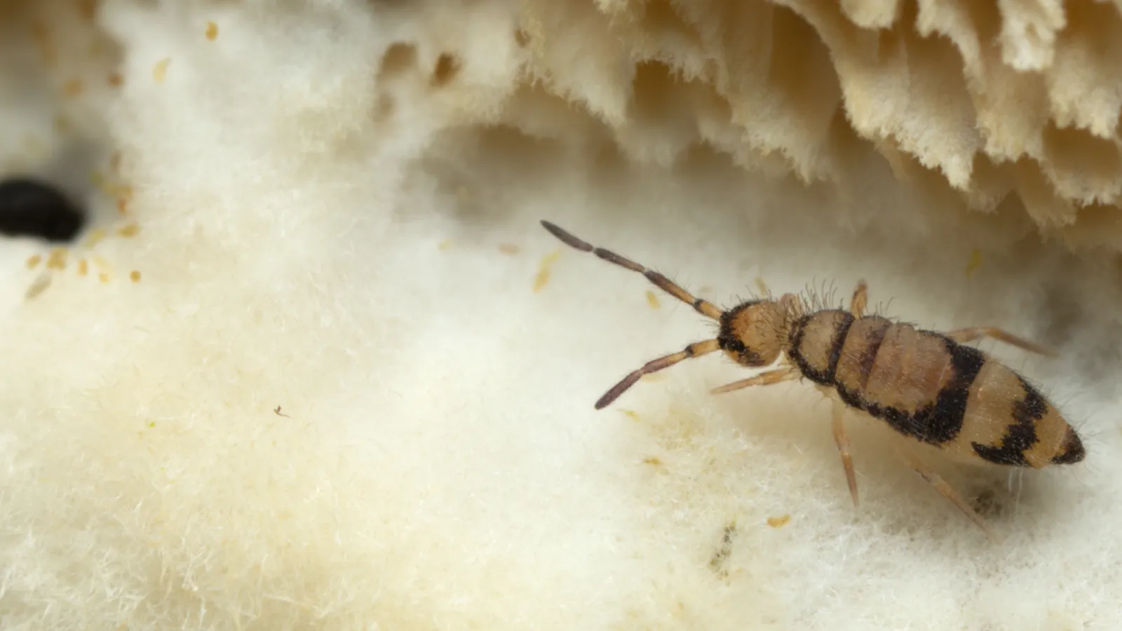 a bug on a white surface