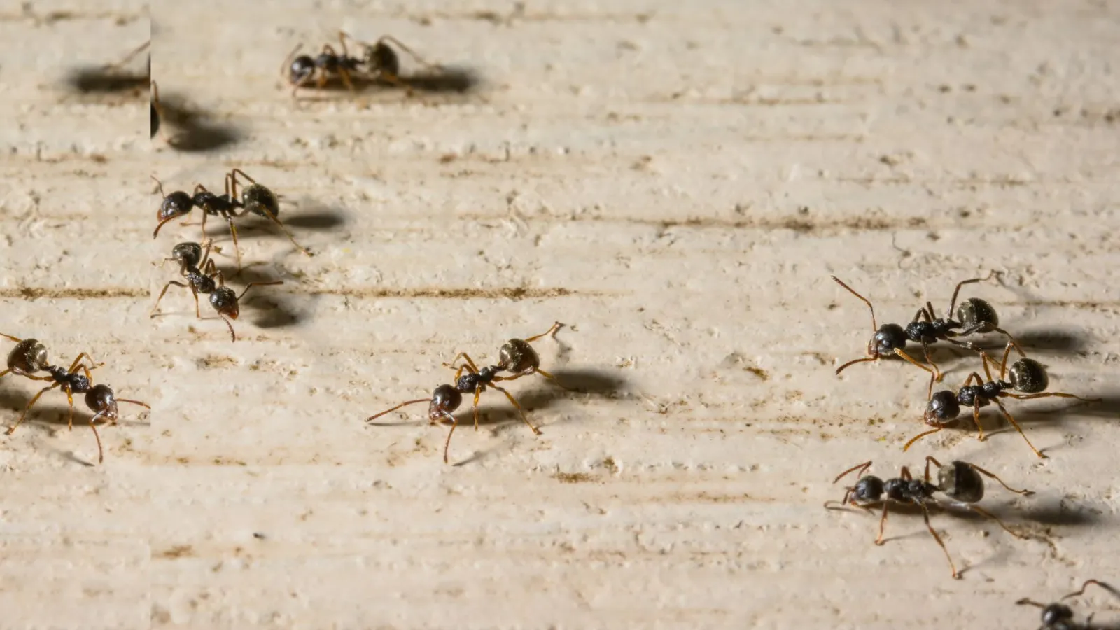 Odorous house, common ant on concrete