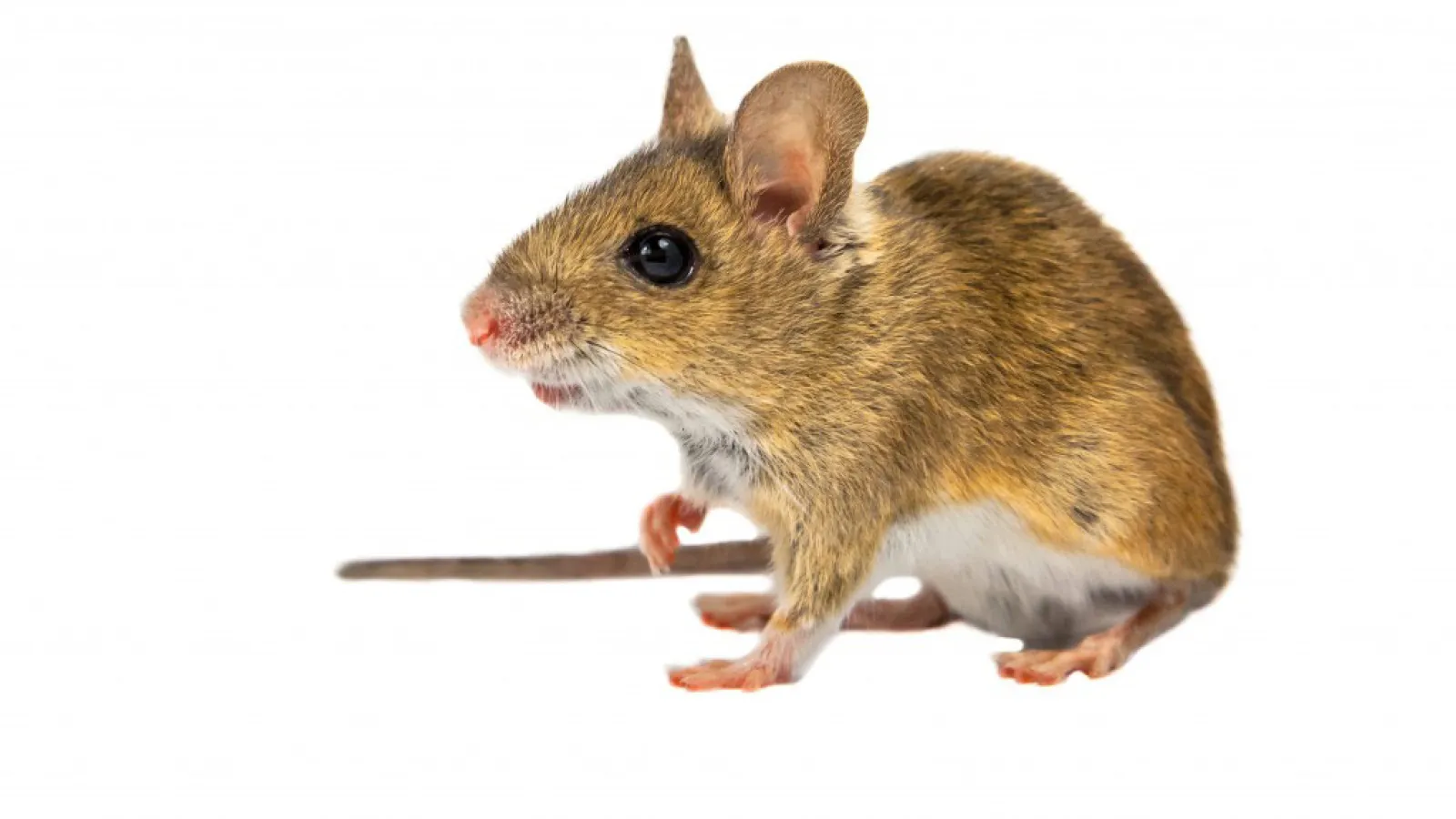 a brown and white mouse