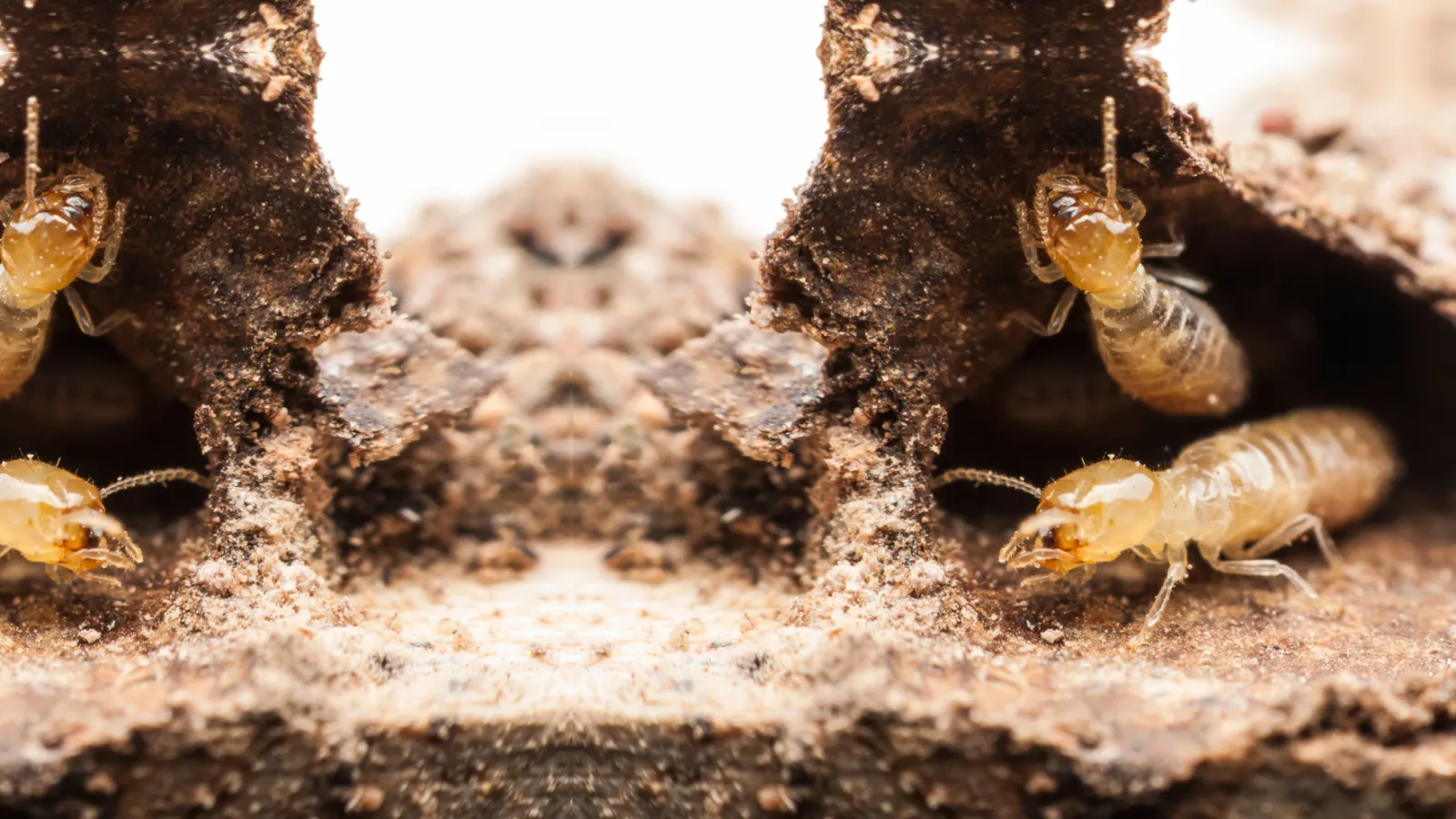 termites on wood