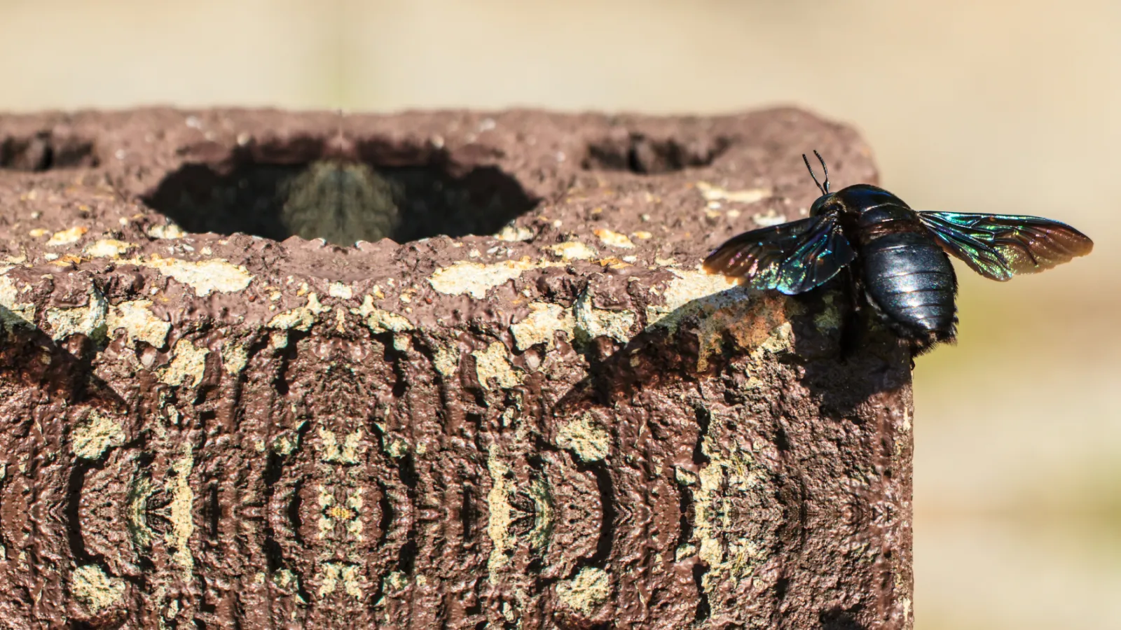 carpenter bees