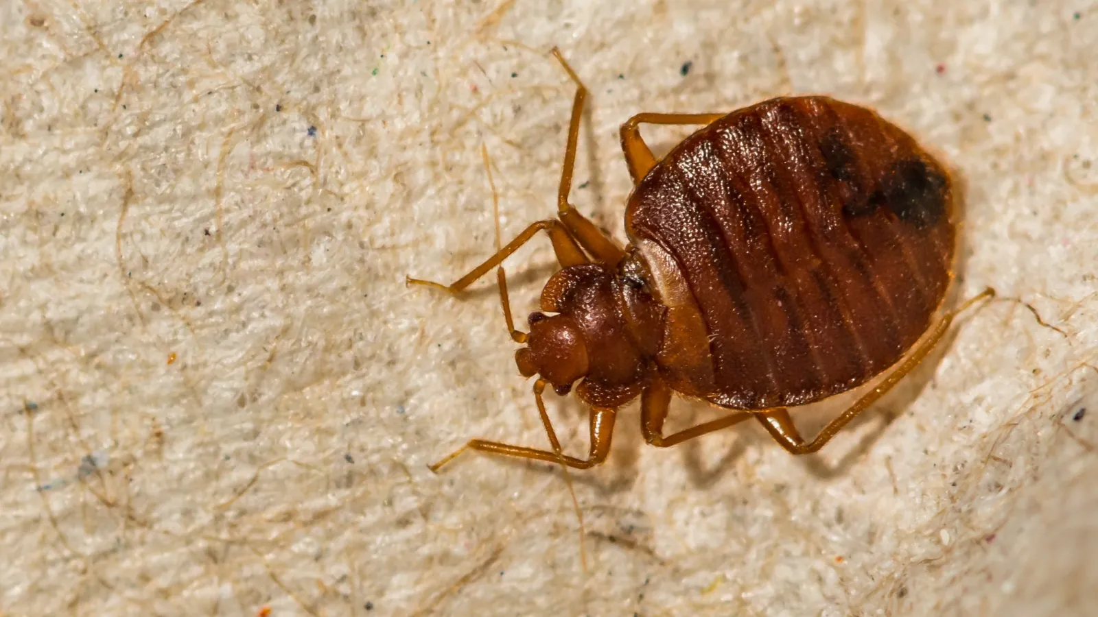 a brown and black beetle