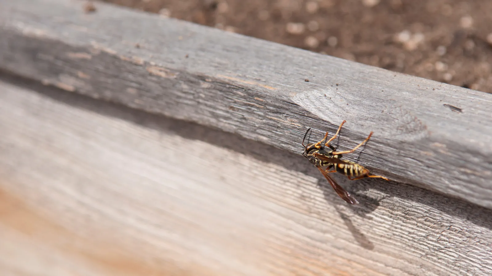 a yellow jacket on a wood surface