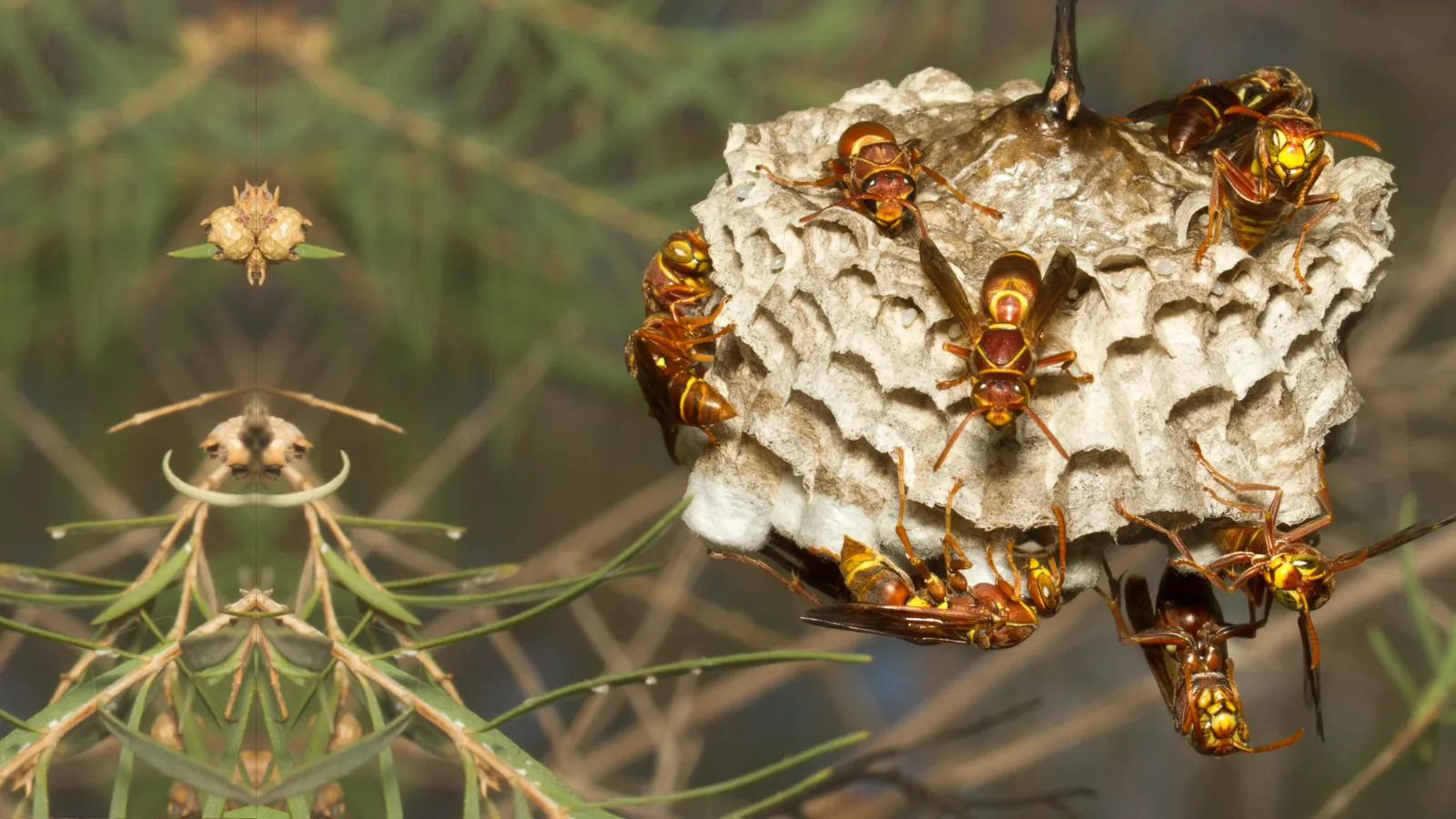 Paper Wasps | Preferred Pest Control