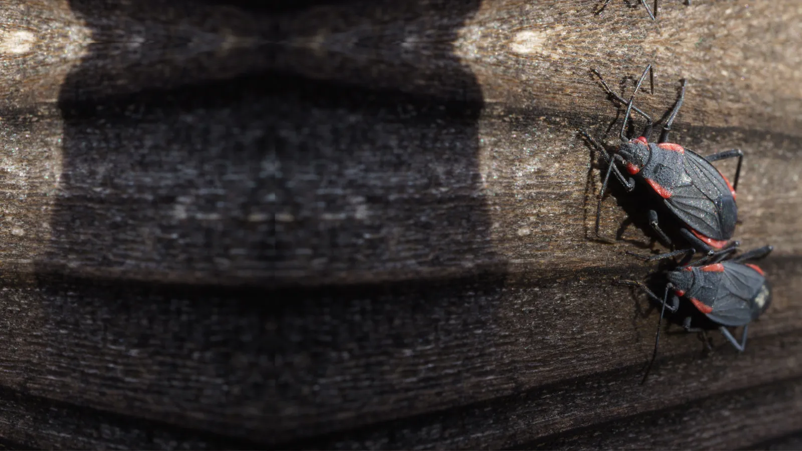 Boxelder Bugs | Palmetto Exterminators