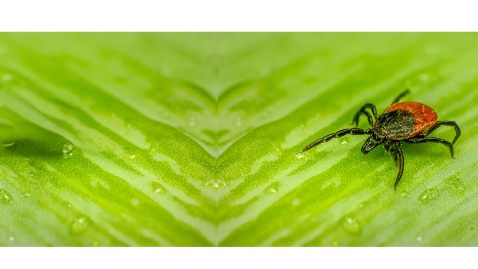 Close-up of a red and black tick crawling on a vibrant green leaf with water droplets.
