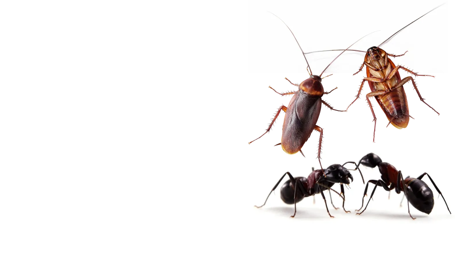 Local Pest Control | Mares Exterminating
