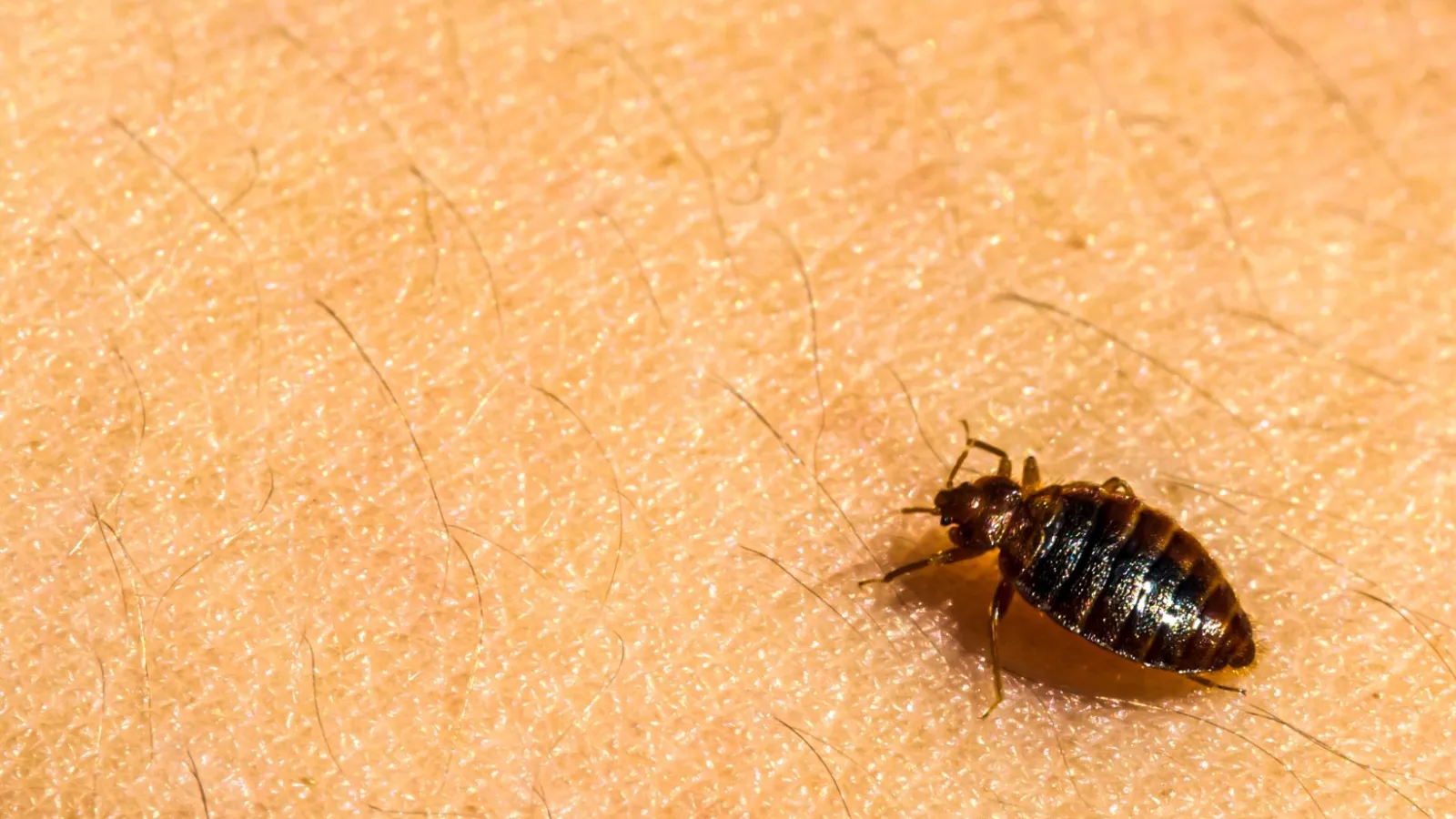 a close-up of a bed bug on skin