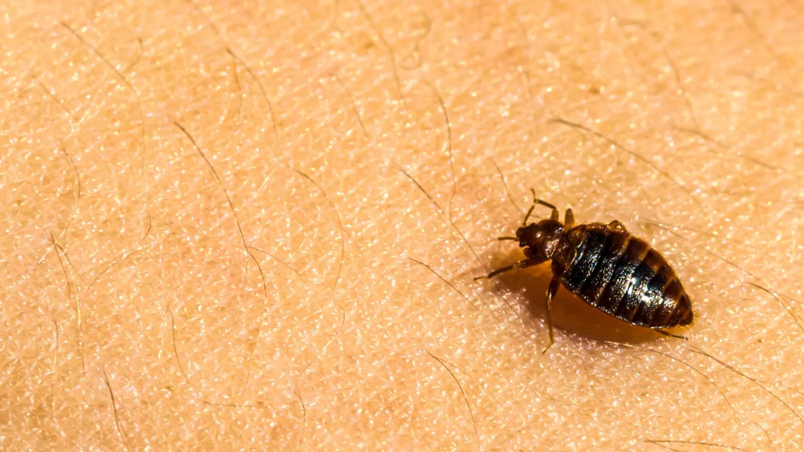 bed bugs | Ozane Termite and Pest Control