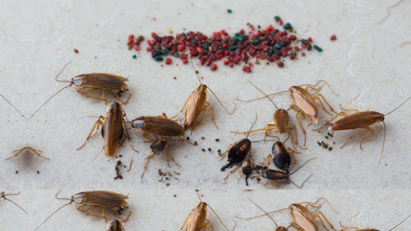 group of German Cockroaches